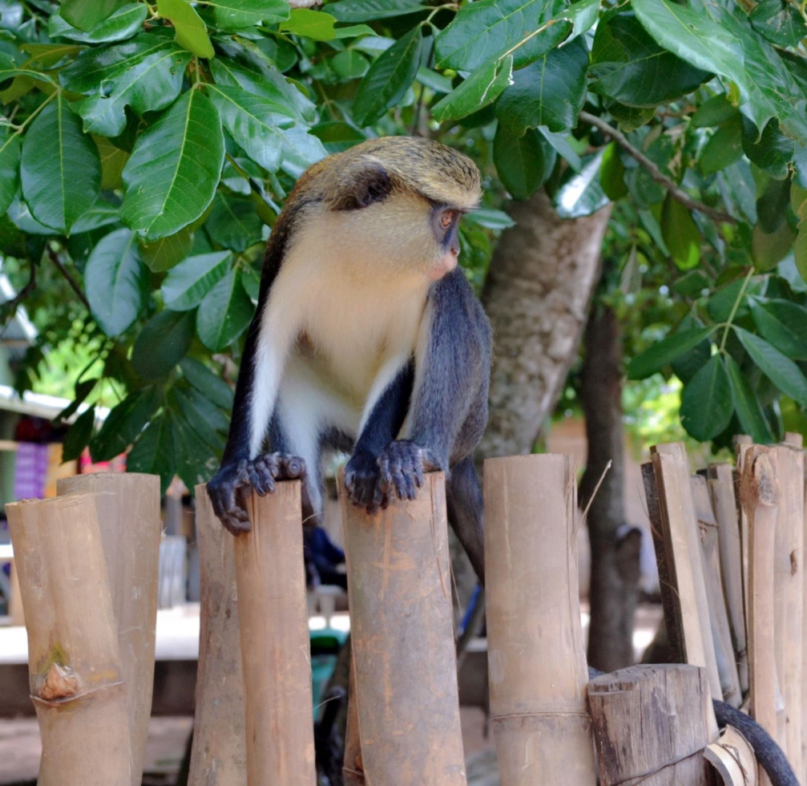 Forest at Tafi Atome Monkey Sanctuary in Ghana's Volta Region